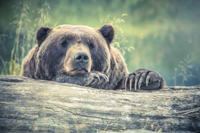animal animal photography bear big
